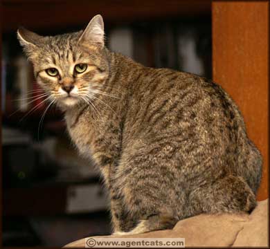 Special Agent Inna Pinch