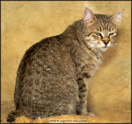 Pixie Bob girl, Special Agent Inna Pinch