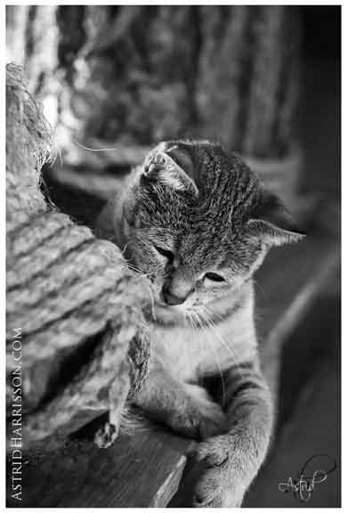 Photo by Astrid Harrison