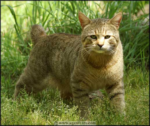 LA SGC Special Agent Sniper Scout