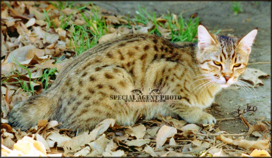 RW DGC Special Agent Shikyna, International Best Pixie Bob