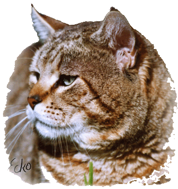 RW SGC Special Agent Sniper