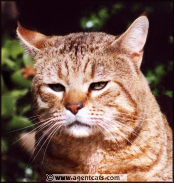 RW SGC Special Agent Sniper