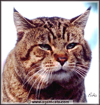 SGC Blackfoot Agent Six