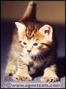 Special Agent kitten